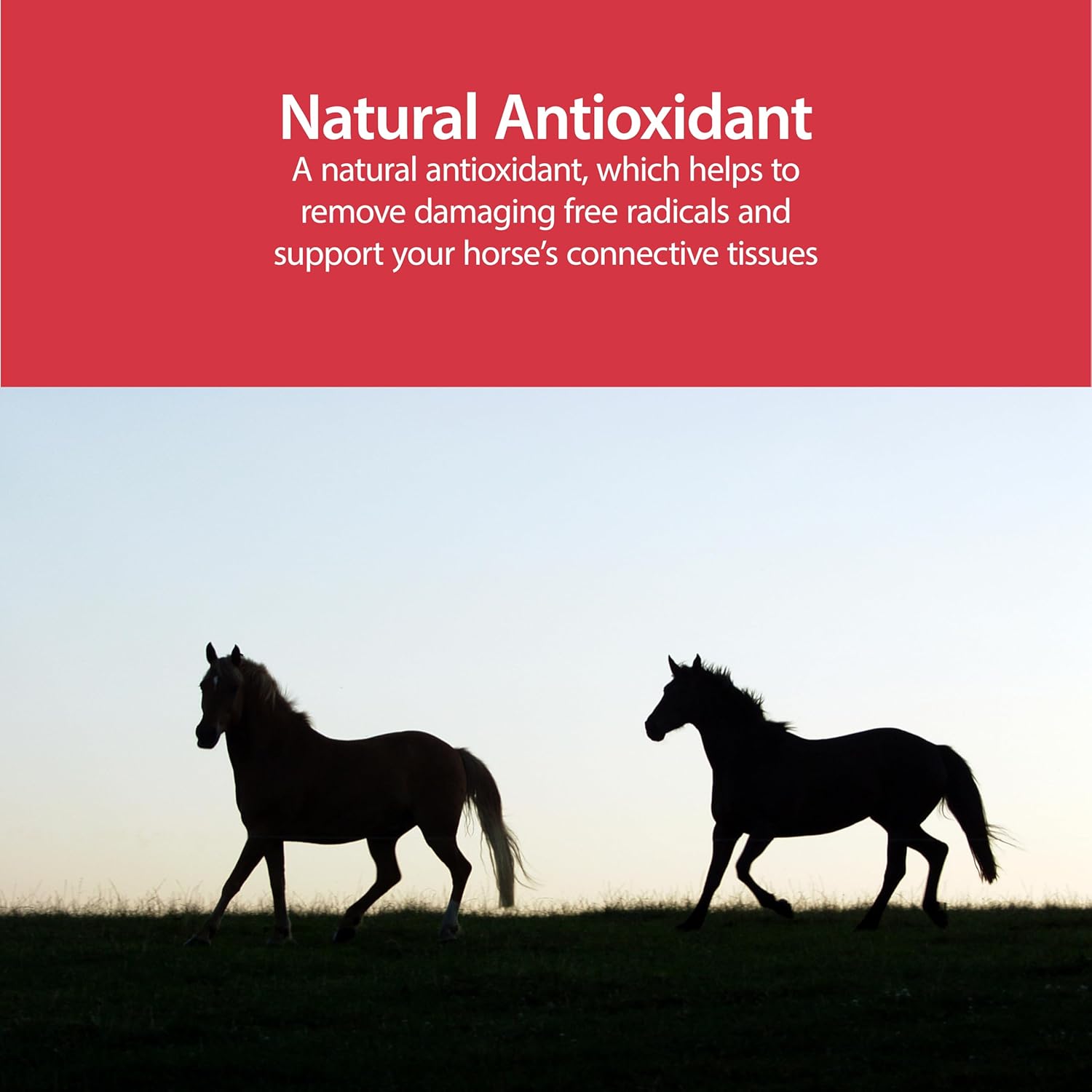 AniMed Pure MSM Horse Joint Supplement Horse Care Support USA Made 16 oz.