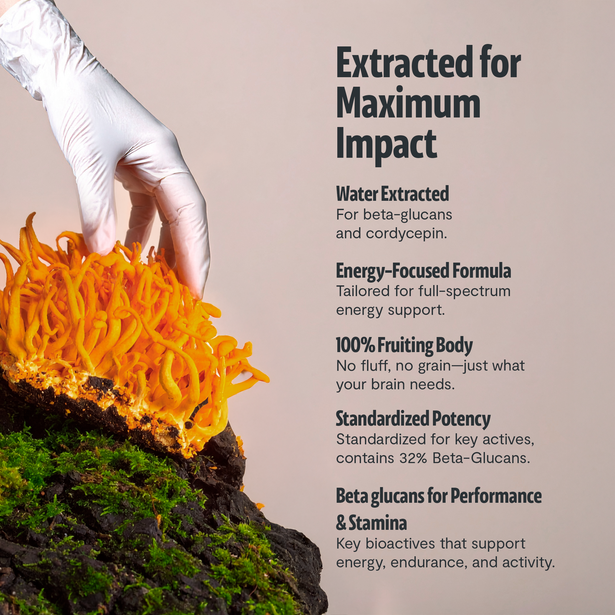 Organic Cordyceps Mushroom Supplement Capsules